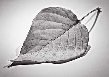 Autumn Leaf Black and white