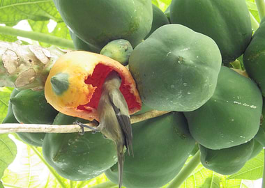 papaya and bird