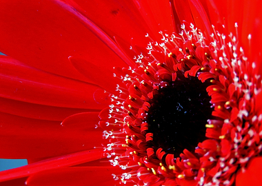 Red Germini close up