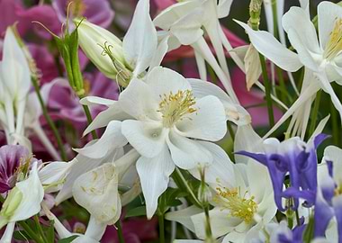 aquilegia flower in bloom in the garden