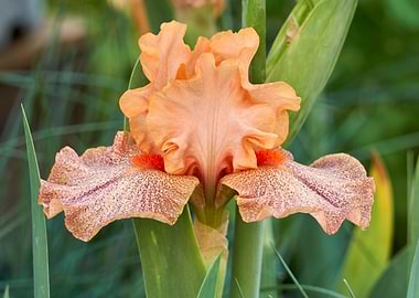 iris gladiolus in bloom in the garden