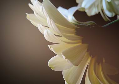 Dreamy White Germini