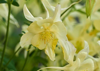 aquilegia flower in bloom in the garden
