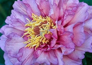 peony in the garden