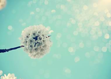 White Cherry Blossom Bokeh