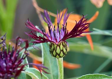 cornflower in bloom in the garden