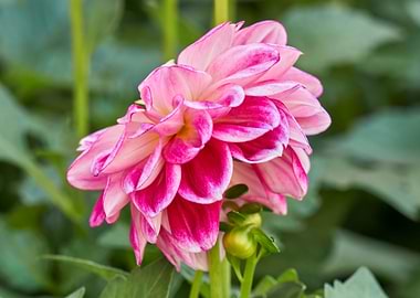 dahlia in bloom in the garden