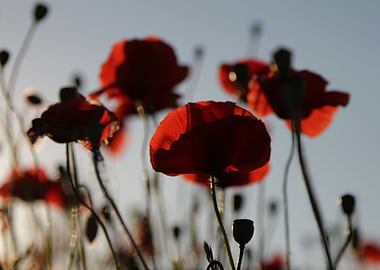 poppy flowers