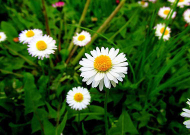 Daisies in the background of the green grass.