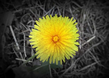 A lonely dandelion flower in the b&w grass.