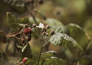 Rustic Raspberries