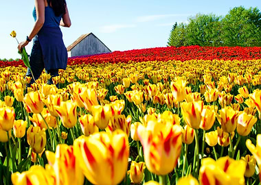 In the Tulip Field