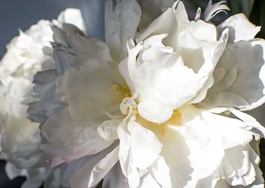 White Peony in Sunlight with
