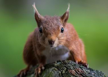 Red Squirrel watching me