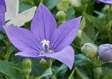 bellflower in bloom in the