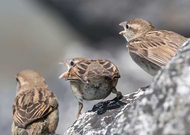 sparrow in the garden
