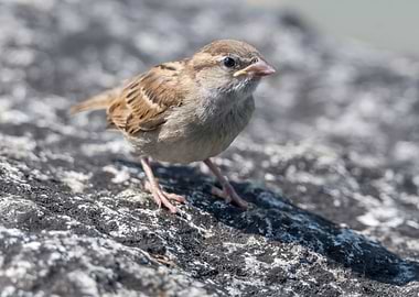 sparrow in the garden