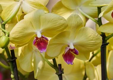 orchid in bloom in the gar