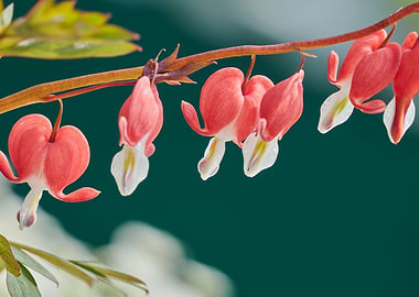 fuchsia plant in bloom