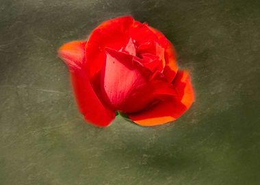 red rose in bloom for gift an