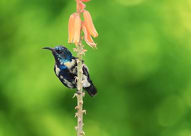 Beautiful Purple Sunbird in I