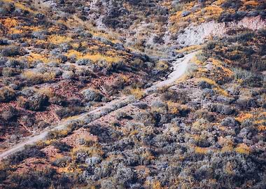 poppy flower field on the mou