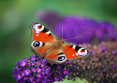 Beautyfull i love this picture.