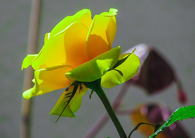Yellow Rose flower