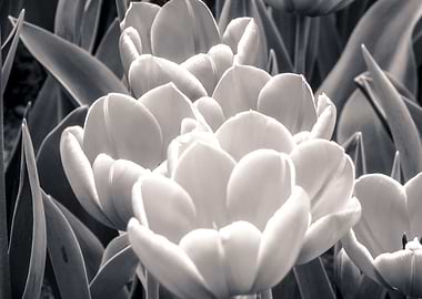 Tulips BW