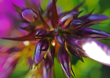 Purple Flowers Macro