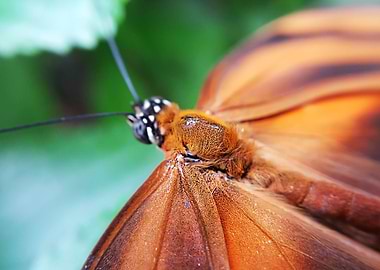 Orange Butterfly Macro