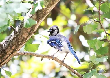 Blue Jay