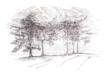 Pine Trees Morning Light