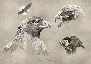 Golden Eagle