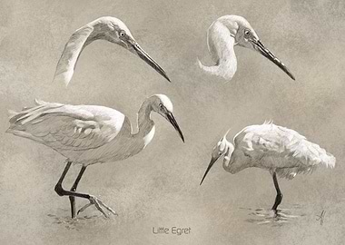 Little Egret