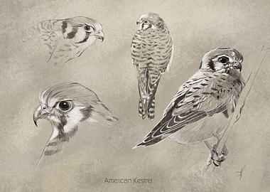 American Kestrel