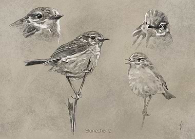 Stonechat