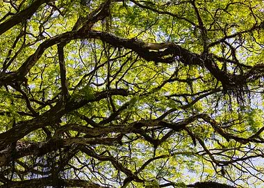 sinuous branches