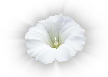 white and shades of gray