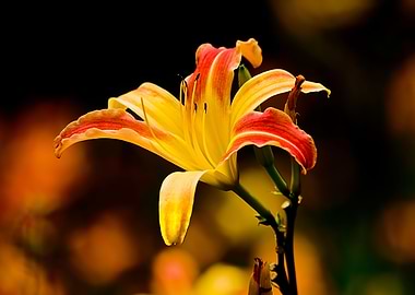 Yellow Lilly