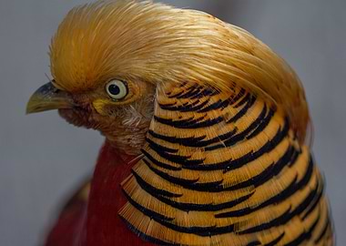 Golden Pheasant