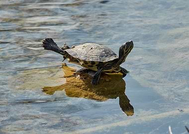 cute turtles rest at sun on pond