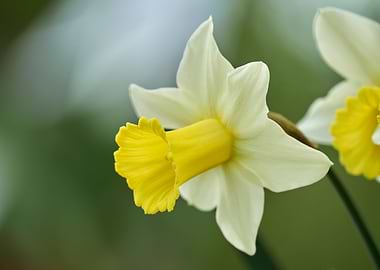 daffodils bloom in spring in the garden