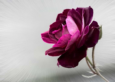 red rose in the garden