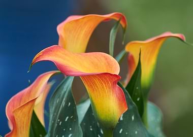 colored calla lily in the garden