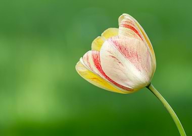 tulip flower in spring in the garden
