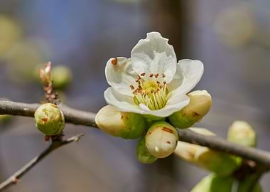 blooming tree in spring