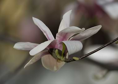 magnolia flower on tree