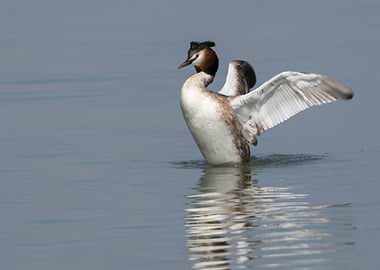 great crested grebe on lak