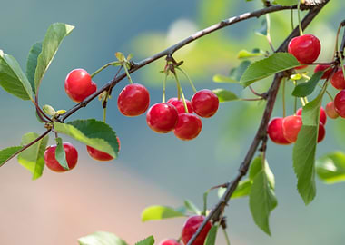 cherries on tree